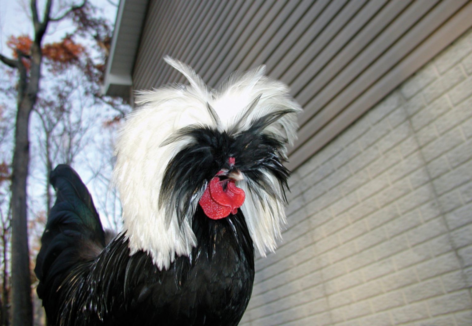 Are Bantams Real Chickens? - Backyard Poultry